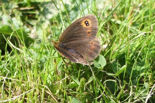 Erebia pronoe